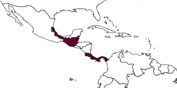 map of Dissomphalus unitus     Azevedo, 1999